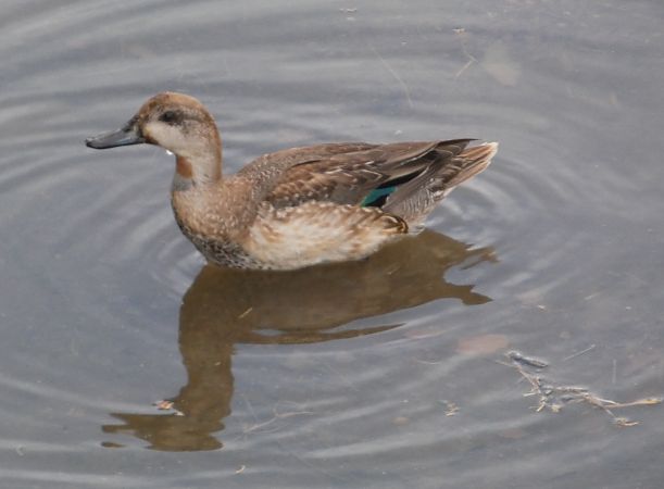 Xarxet comú  - Marc Olivé