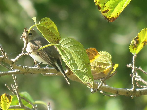Papamosques menut  - Ivan Garcia Martinez
