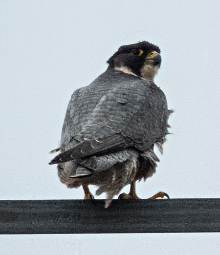 Falcó pelegrí  - Màrius Domingo