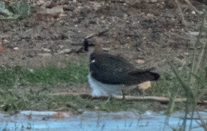 Avefría Europea  - Màrius Domingo