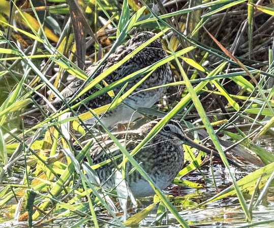 Agachadiza Común  - Màrius Domingo