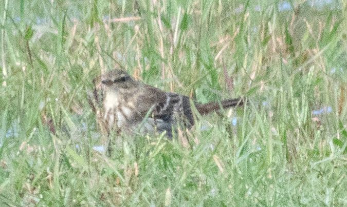 Grasset de muntanya  - Màrius Domingo