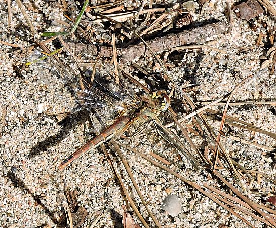 Pixaví nervat  - Màrius Domingo