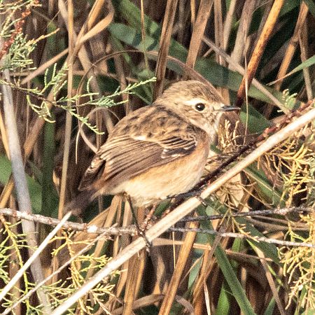 Bitxac comú  - Màrius Domingo