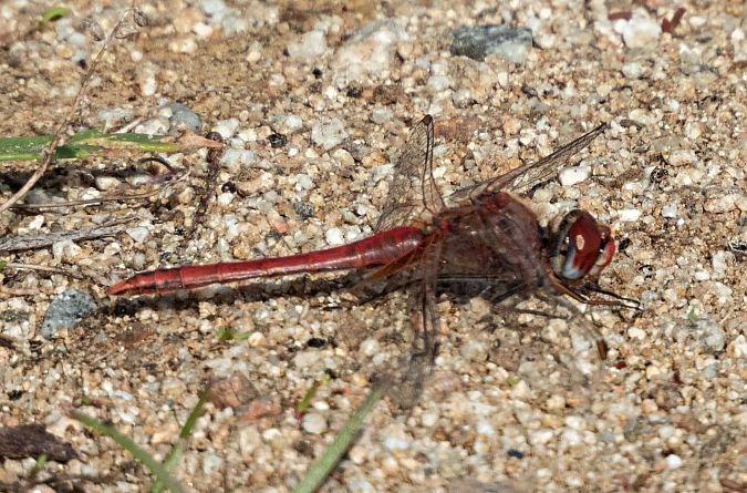 Pixaví nervat  - Màrius Domingo