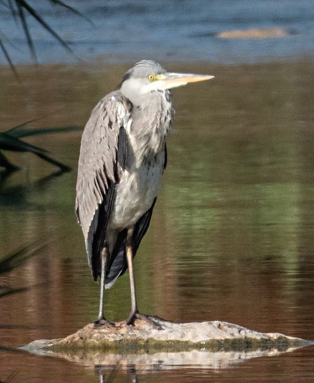 Bernat pescaire  - Màrius Domingo