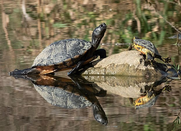 Tortuga d'aigua americana  - Màrius Domingo