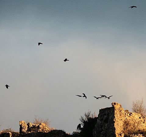 Cornella negra  - Màrius Domingo