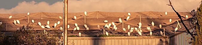 Esplugabous  - Màrius Domingo