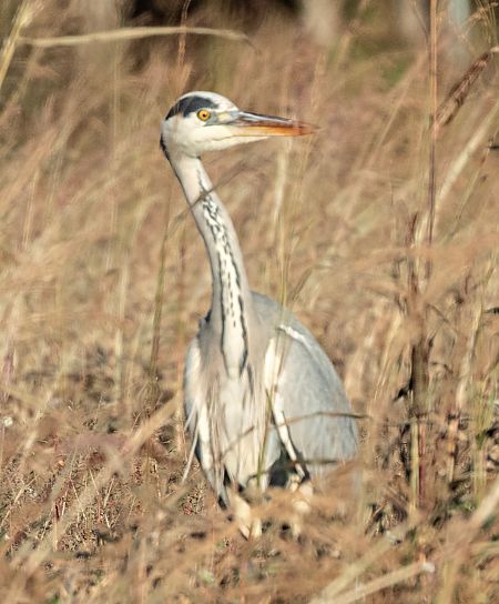 Bernat pescaire  - Màrius Domingo