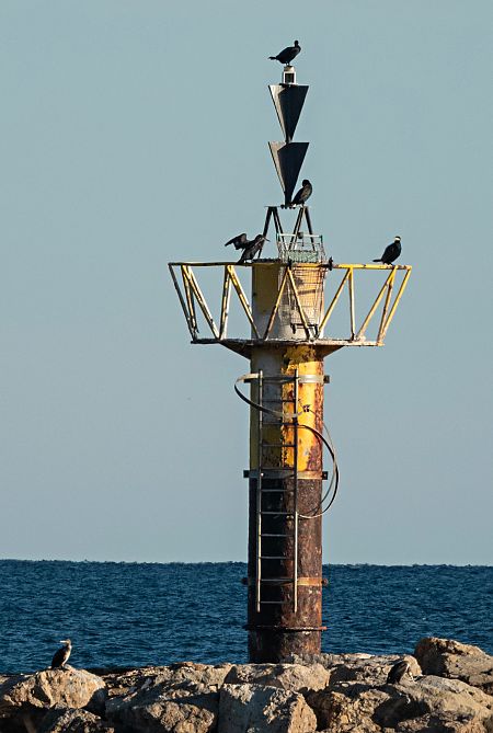 Corb marí gros  - Màrius Domingo