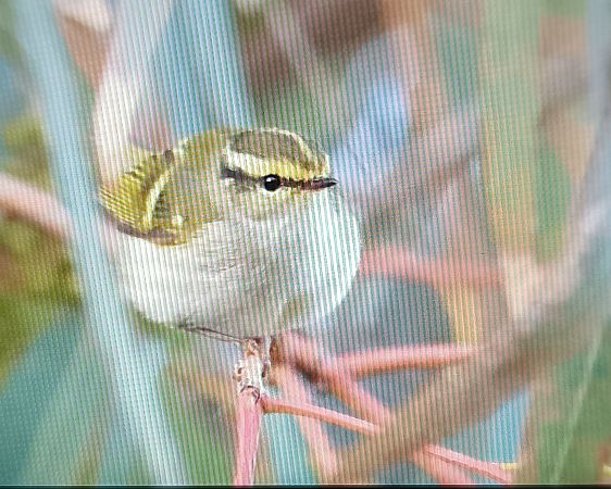 Mosquiter reietó  - Sergio Hoces Lucena