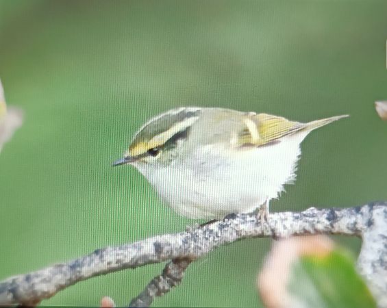 Mosquiter reietó  - Sergio Hoces Lucena