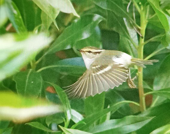 Mosquiter reietó  - Sergio Hoces Lucena