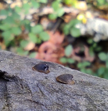 Ancylus fluviatilis  - Mireia Lara