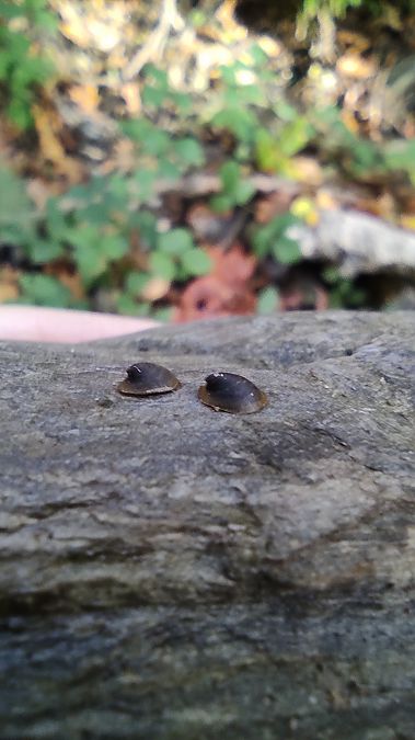 Ancylus fluviatilis  - Mireia Lara