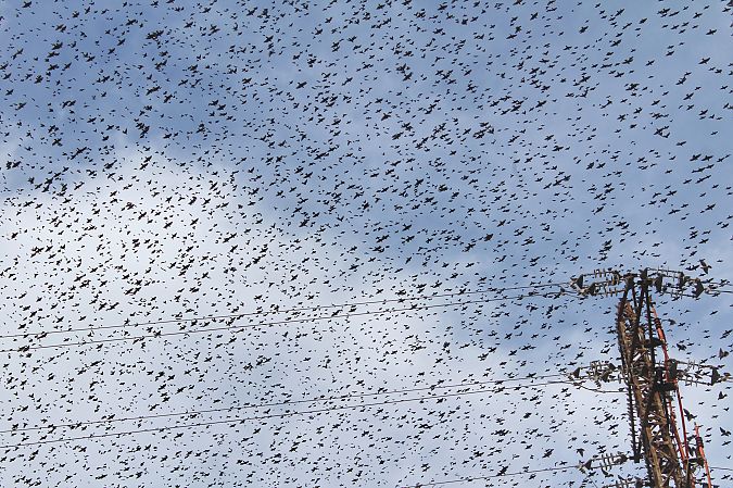 Estornell vulgar  - Pitu Nolla