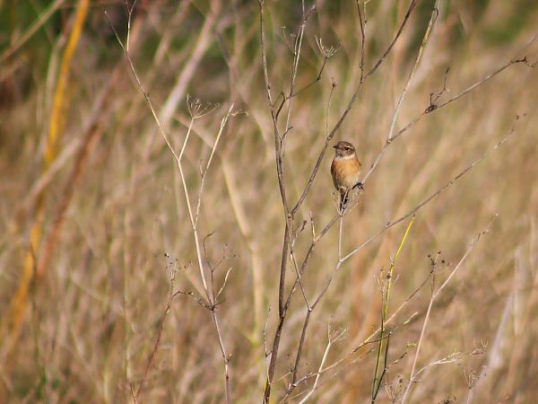 Bitxac comú  - Pitu Nolla