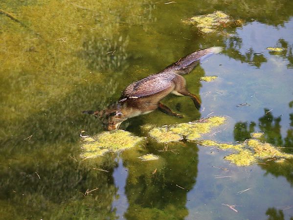 Guineu, guilla  - Pitu Nolla