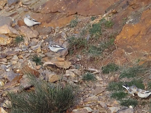 Pardal d'ala blanca  - anònim