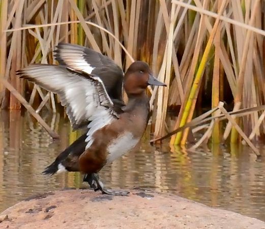 Morell xocolater  - anònim