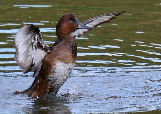 Morell xocolater  - anònim