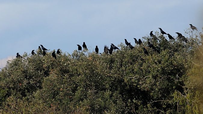 Cornella negra  - Joaquim Bonfill