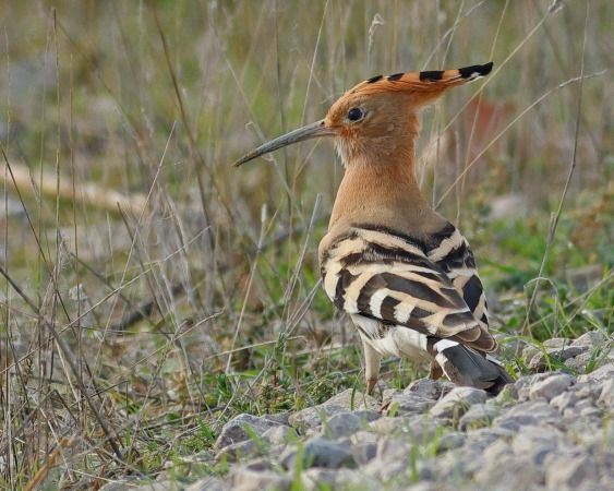 Puput  - Joaquim Bonfill