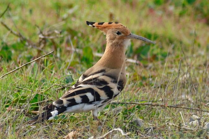 Puput  - Joaquim Bonfill