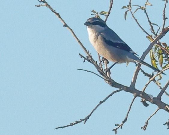 Botxí meridional  - Joaquim Bonfill