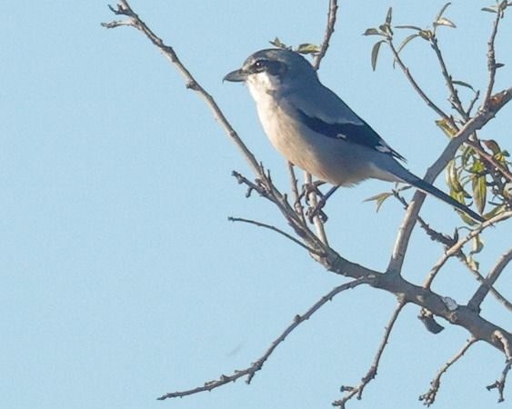 Botxí meridional  - Joaquim Bonfill