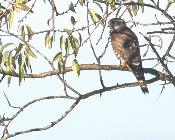 Esmerla  - Joaquim Bonfill