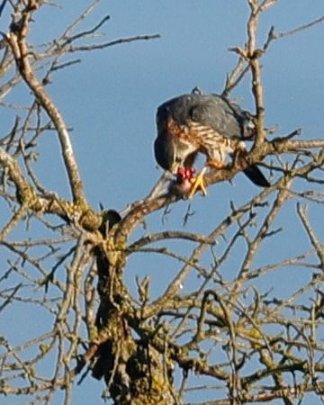 Esmerla  - Joaquim Bonfill