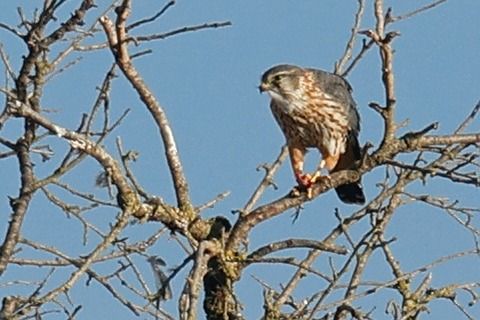 Esmerla  - Joaquim Bonfill