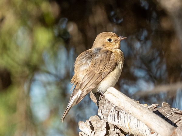 Papamosques menut  - Arnau Bonan Barfull