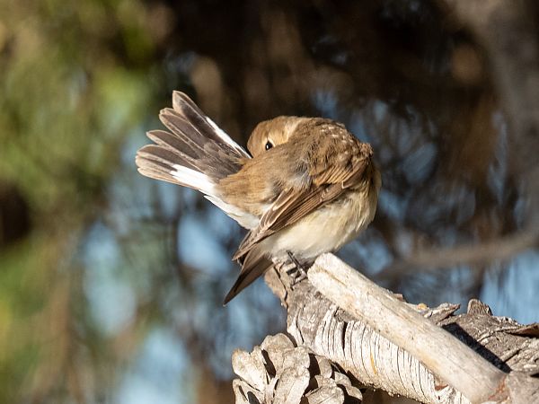 Papamosques menut  - Arnau Bonan Barfull