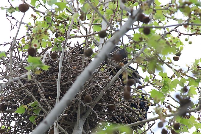 Graula  - Vittorio Pedrocchi