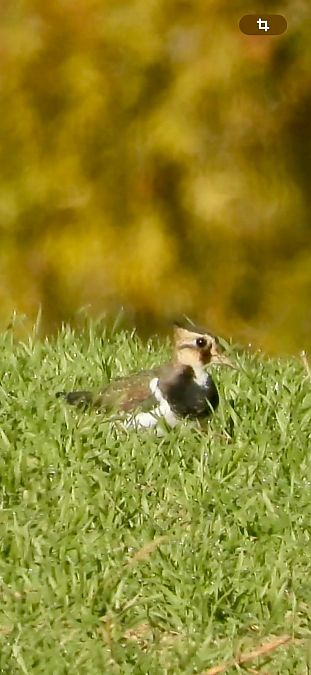 Fredeluga  - Oriol Ribas