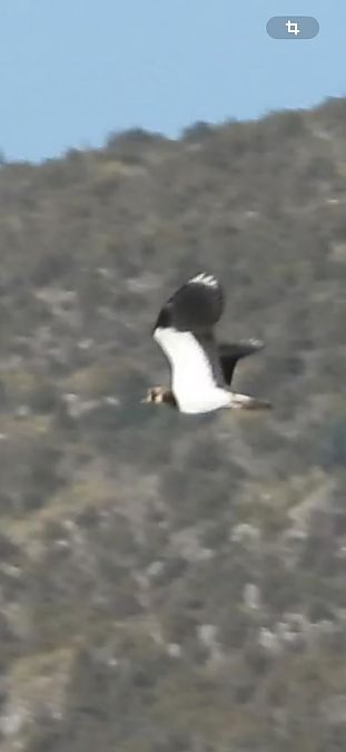 Fredeluga  - Oriol Ribas