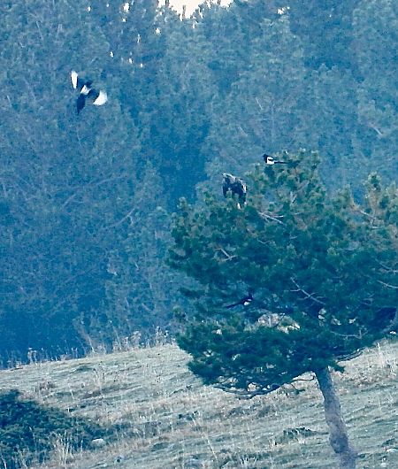 Àguila daurada  - Oriol Ribas