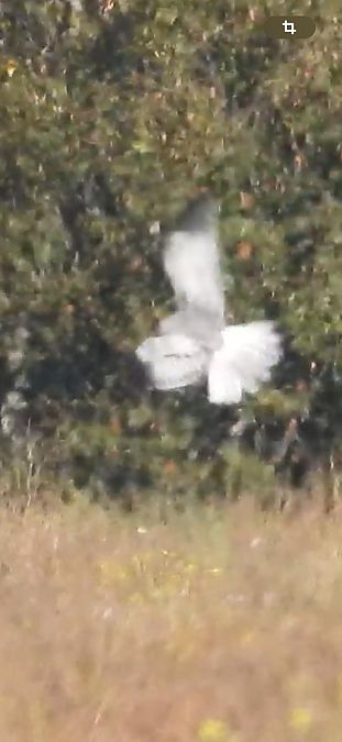 Arpella pàl·lida  - Oriol Ribas