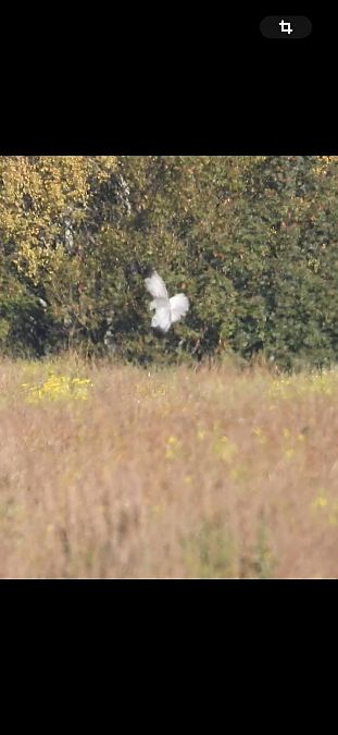 Arpella pàl·lida  - Oriol Ribas