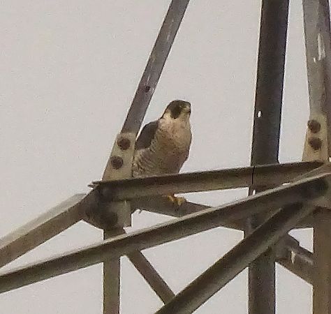 Falcó pelegrí (ssp. brookei)  - Antoni Mariné