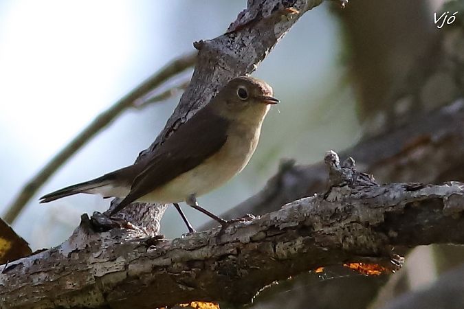 Papamosques menut  - Lluís Vilamajó