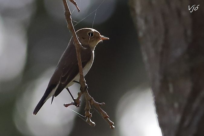 Papamosques menut  - Lluís Vilamajó
