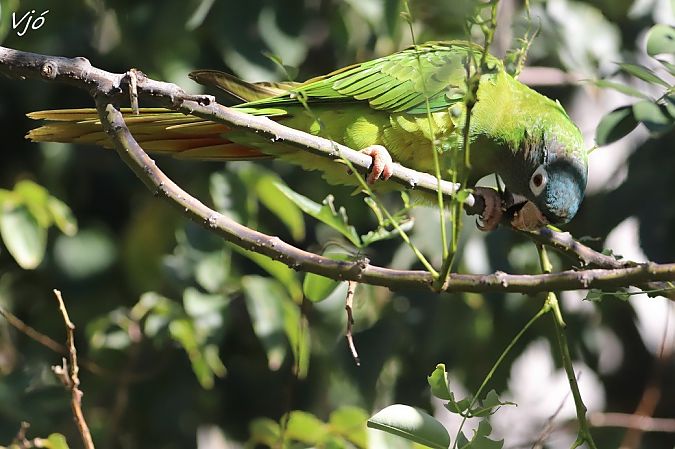 Aratinga de cap blau  - Lluís Vilamajó