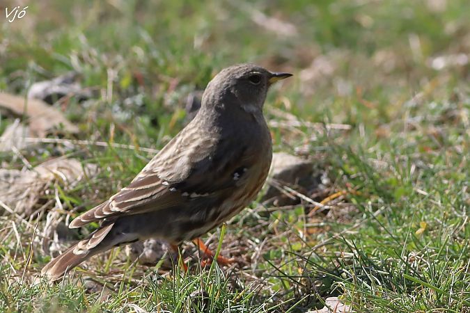 Cercavores  - Lluís Vilamajó