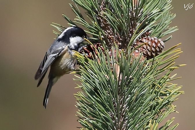 Mallerenga petita  - Lluís Vilamajó