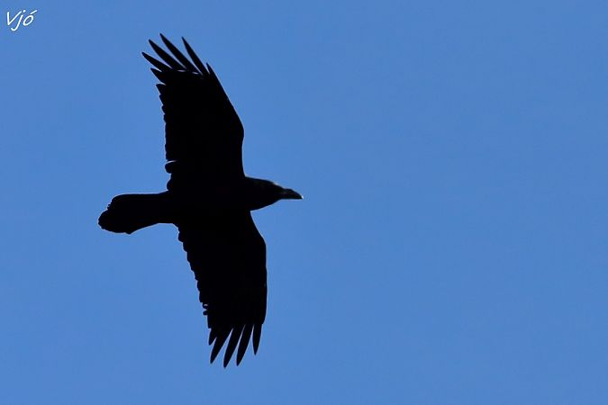 Corb  - Lluís Vilamajó