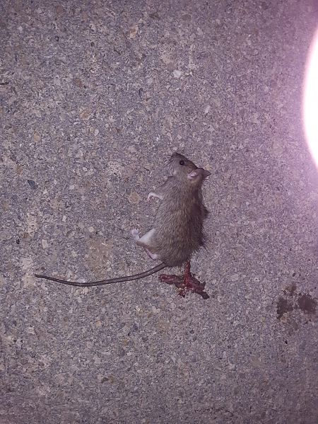 Rata negra, rata traginera  - Marc Vilella